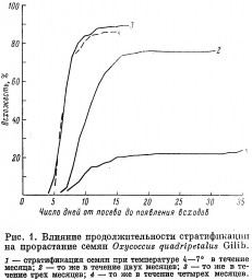 Особенности прорастания семян клюквы