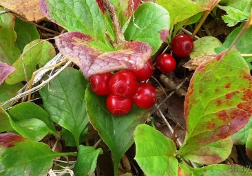 Химический состав плодов и листьев Vaccinium praestans