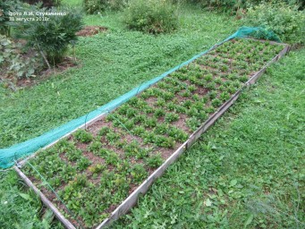 Красника. Первое плодоношение Красника. Первое плодоношение