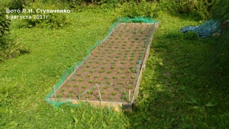 Красника. Первое плодоношение Красника. Первое плодоношение