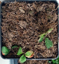 Красника. Полив