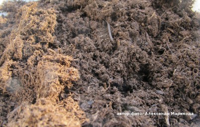 Брусничные. Грунт.