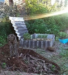 Черника. Пересадка из леса на дачу