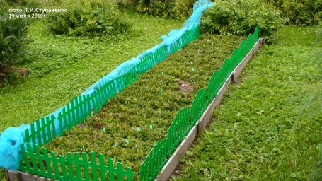 Красника. Первое плодоношение Красника. Первое плодоношение