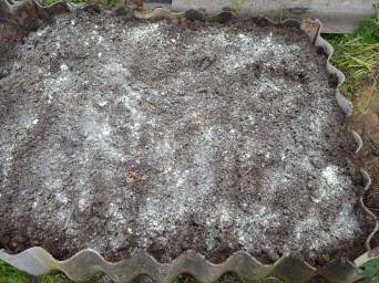 Брусничные. Грунт.