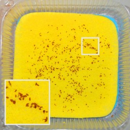 Красника. Стратификация