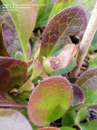 Красника. Первое плодоношение Красника. Первое плодоношение