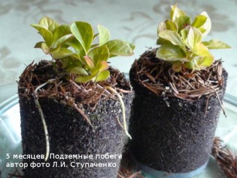 Красника. От горшков до грядки