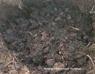 Брусничные. Грунт.