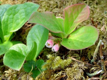 Семенное и вегетативное размножение красники – Vaccinium praestans Lamb.