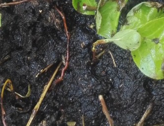 Брусничные. Грунт.