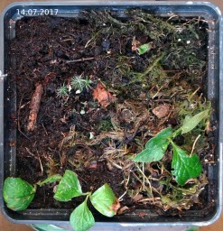 Красника. Полив