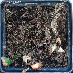 Красника. Полив