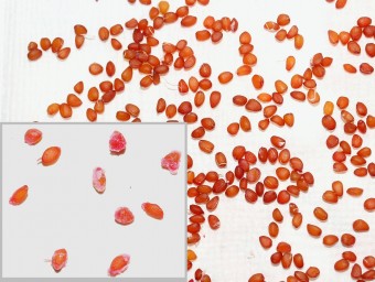 Красника. Получение семян