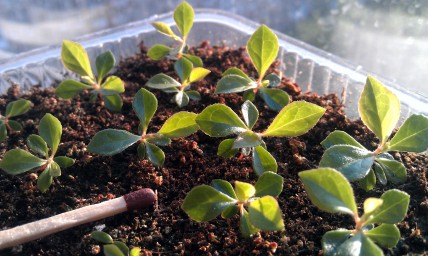 Красника. Подробности ухода за всходами