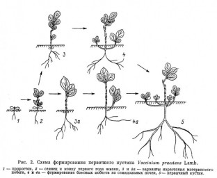 Семенное и вегетативное размножение красники – Vaccinium praestans Lamb.