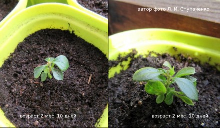 Красника. От горшков до грядки