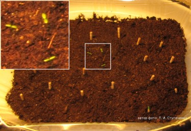 Красника. Проращивание семян Красника. Проращивание семян