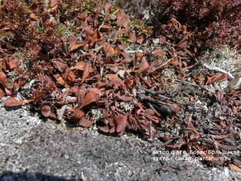 Красника. Где приобрести рассаду?